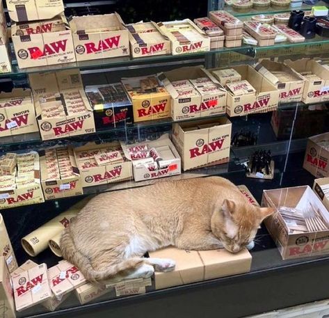 Bodega Cat, I ❤ Ny, Blind Box, Kitty Cats, Grease, Evolution, Kitty, On Instagram, Quick Saves