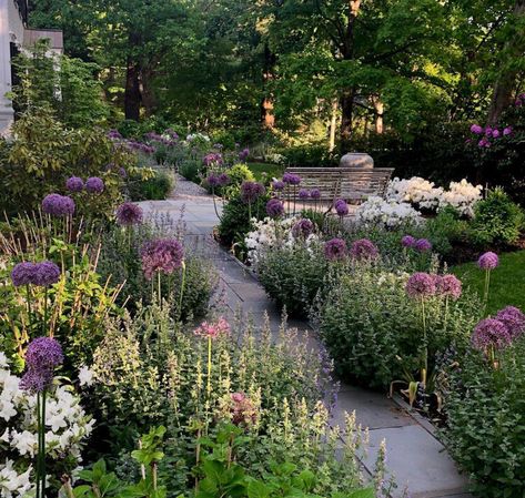 Wellesley's English Garden — Faithful Flowers English Garden Front Yard, Colonial Landscaping, Large Pavers, Colonial Garden, Large Hydrangea, Autumn Clematis, Paver Walkway, Front Walkway, Hydrangea Garden