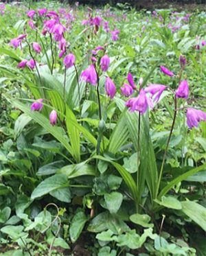 Chinese ground orchid plant see how easy it is to grow them Ground Orchids Landscaping, Garden Orchids, Front Yard Flowers, Ground Orchids, Orchid Fertilizer, Orchid Varieties, Orchid Seeds, Florida Gardening, Violet Plant