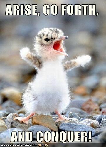 ARISE, GO FORTH, AND CONQUER! Animal Captions, Siluete Umane, Funny Animal Quotes, Funny Animal Memes, Picture Captions, Animal Jokes, Animal Quotes, Funny Animal Pictures, Animal Photo