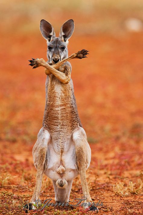 Kangaroo Joey, Red Kangaroo, Australia Animals, Outback Australia, Animal Habitats, Australian Animals, Animals Of The World, Animal Tattoos, 귀여운 동물