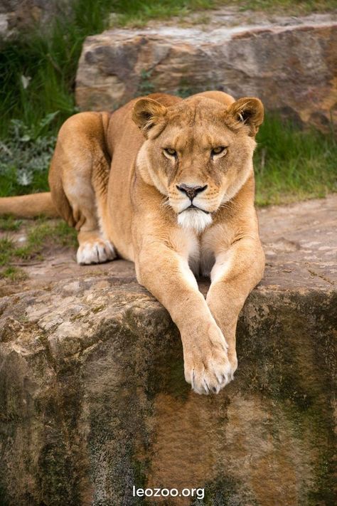 What Is a Female Lion Called? African Animals Photography, Lion Africa, African Cats, Female Lion, Gato Grande, African Lion, Large Cats, Lynx, Nature Animals