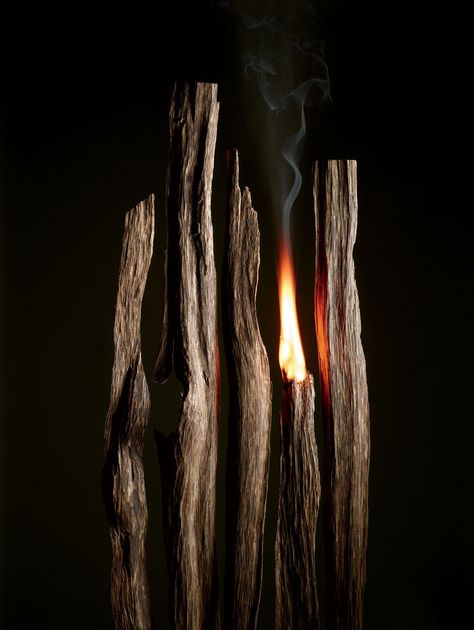 Burning oud wood Agarwood Tree, Incense Photography, Perfume Images, Advertising Campaign Design, Fragrance Editorial, Fragrance Photography, Oud Fragrance, Oud Perfume, Oud Wood