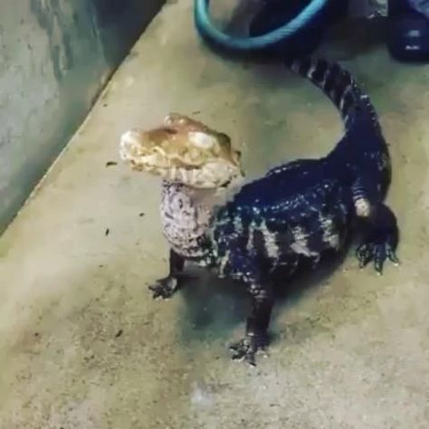 Swamp Kitty!!! [Video] in 2022 | Funny animal videos, Funny animals, Cute reptiles Cute Crocodile, Cute Reptiles, Interesting Animals, 다크 판타지, Animals Cute, Pretty Animals, Funny Animal Jokes, Silly Animals, Crocodiles