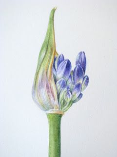 Agapanthus bud by Shevaun Doherty SBA Agapanthus Africanus, Botanical Sketches, Botanisk Illustration, Plant Drawing, Nature Drawing, Watercolor Flowers Paintings, Botanical Painting, Botanical Watercolor, Happy Paintings