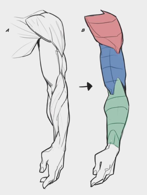 Man Arm Muscles Reference, Male Arms Drawing Reference, Male Arm Drawing Tutorial, How To Draw Arm Muscles Female, How To Draw Arms Male, Arms By Side Reference, Male Arm Anatomy Drawing, Anatomy Arms Drawing, Male Arm Ref