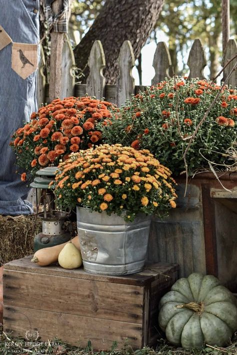 Outdoor Fall Decorating Ideas and Decor | Simple tips to decorate your yard for fall. Outdoor pumpkin decor, straw bale decorating, mums in containers, handmade scarecrow | Rocky Hedge Farm | Outdoor Pumpkin Decor, Outdoor Fall Decorating Ideas, Fall Yard Decor, Fall Decorating Ideas, Fall Decor Inspiration, Interior Vintage, Fall Front Porch Decor, Autumn Display, Fall Thanksgiving Decor