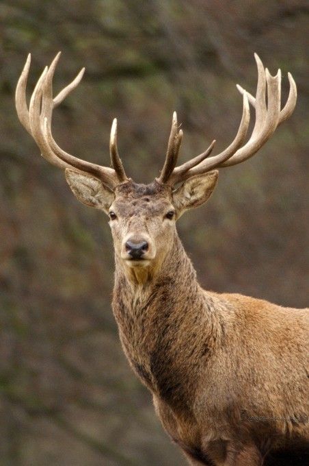 Photo "RedStagPortrait" by AndyBeattiePhotography Pet Tattoo Ideas, Stag Animal, Animals With Horns, Deer Photography, Big Deer, Deer Species, Deer Drawing, Deer Photos, Deer Pictures