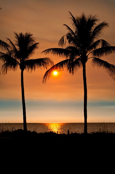 Trees Photo, Naples Beach, Florida Beach, Sunset Wallpaper, Trik Fotografi, Types Of Photography, Naples Florida, Most Beautiful Beaches, Alam Yang Indah