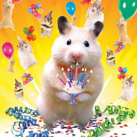 Hamster Birthday, Colourful Birthday, Funny Hamsters, A Hamster, Cute Hamsters, Birthday Meme, Birthday Gif, Funny Happy, Birthday Pictures