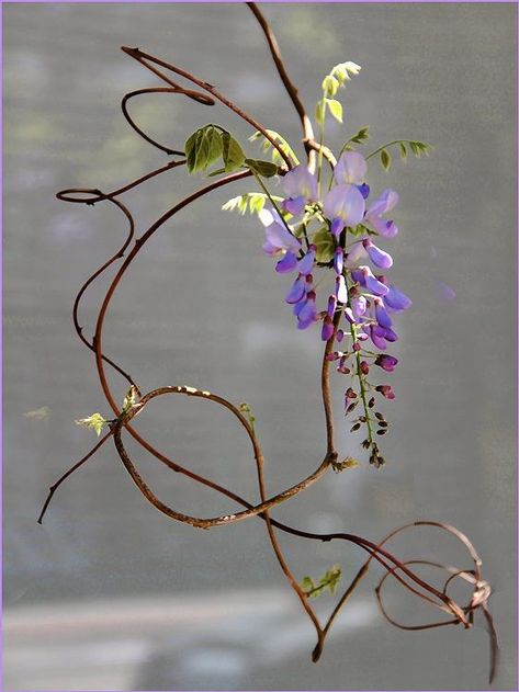 Plant Reference, Flower Reference, Wisteria Flower, Flower Drawing Tutorials, Paper Plants, Japanese Flowers, Sumi E, Botanical Flowers, Types Of Flowers