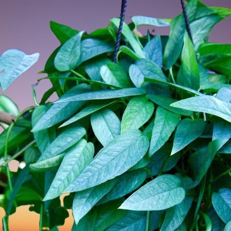 Cebu Blue Pothos Care Indoors (Epipremnum pinnatum 'Cebu Blue') Cebu Blue Pothos, Blue Pothos, Pothos Care, Cebu Blue, Pothos Plants, Epipremnum Pinnatum, Scale Insects, Pothos Plant, Plant Roots