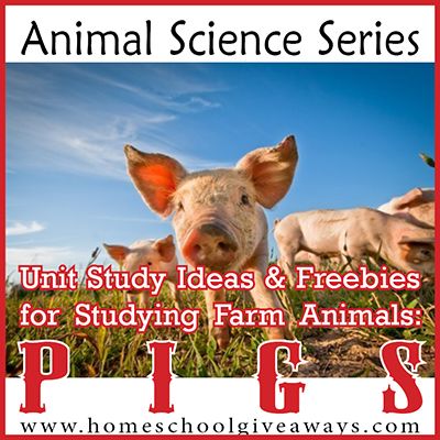 Animal Science Series: Unit Study Ideas and Freebies for Studying Farm Animals ~ Pigs Cow Unit Study, Farm Science, Farm Unit Study, Agriculture Classroom, Agriculture Science, Mfw Kindergarten, Vet Science, Ag Classroom, Unit Study Ideas