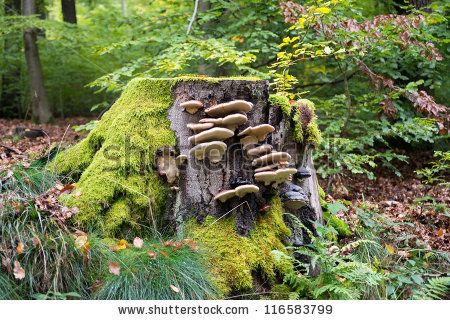 Mushroom On A Tree, Mushrooms On Trees Drawing, Mushrooms On Tree Stump, Mushroom Tree Stump, Tree Stump Photography, Mossy Tree Stump, Tree Stump Drawing, Tree Stump Painting, Mushrooms On Trees