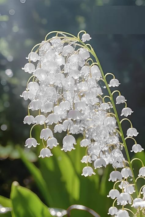 Lily Of The Valley Decorations, Lily Of The Valley Flower Drawing, Lily Of The Valley Aesthetic Wallpaper, Dewy Flowers, Lily Of The Valley Aesthetic, Translucent Flowers, Moonlight Flowers, Ethereal Flowers, Star Plant