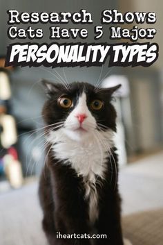 Cat Personalities, Cat Language, Cat Hacks, Cat Parenting, Cat Training, Personality Type, Cat Behavior, Cat Facts, Pet Hacks