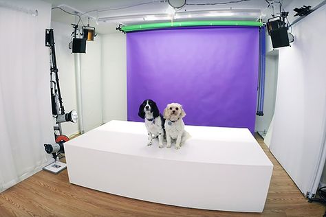 HOW TO SET UP A PROFESSIONAL HOME PORTRAIT PHOTOGRAPHY STUDIO Pet Portraits Diy, Diy Home Studio, Home Portrait Photography, Home Photography Studio Setup, Home Photography Studio, Pet Photography Props, Dog Photography Studio, Pet Photography Business, Animal Photography Dogs