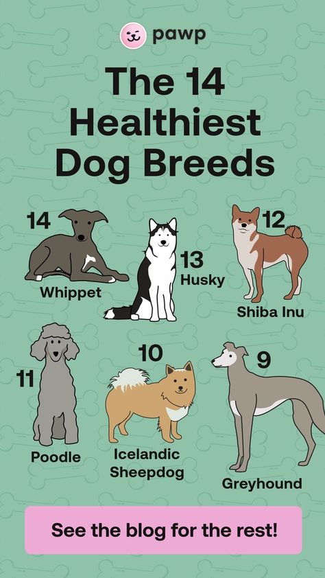 Healthiest Dog Breeds, Best Dog Training, Dog Facts, Dog Info, Poodle Dog, Healthy Dogs, Baby Dogs, Training Your Dog, Dog Care