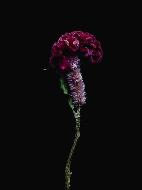 Billy Kidd Billy Kidd, Billy Kid, Amazing Dp, Indian Eyes, Botanical Photography, Insta Highlights, Alfred Stieglitz, Flower Quilts, Midnight Garden