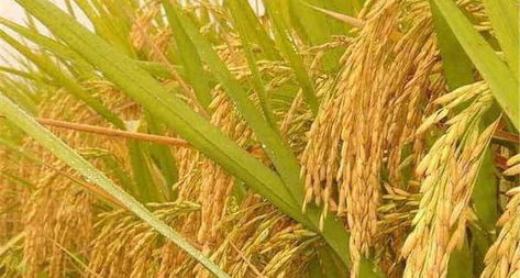 Golden Rice: The #GMO crop Greenpeace hates and humanitarians love #biodynamicguru https://geneticliteracyproject.org/2019/11/08/golden-rice-the-gmo-crop-loved-by-humanitarians-opposed-by-greenpeace/ Vitamin A Deficiency, Rice Crop, Golden Rice, Rice Plant, Modern Agriculture, Gmo Foods, Rice Varieties, Sources Of Vitamin A, Red Rice