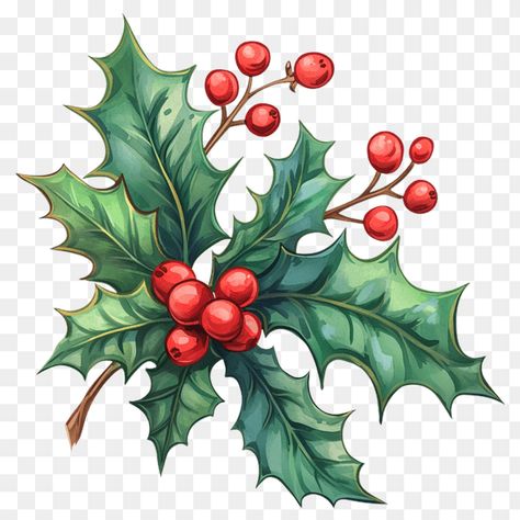 Christmas Holly Clipart Illustration Holly Line Drawing, Christmas Flower Illustration, Christmas Holly Illustration, Holly Clipart, Holly Illustration, Watercolor Holly, Western Clipart, Icon Ideas