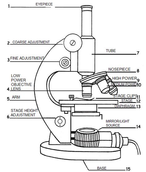 A labeled diagram of a microscope. MLT 101. :) Microscope Drawing With Label, Microscope Worksheet, Microscope Drawing, Teaching Cells, Biology Drawing, Chemistry Lab Equipment, Compound Microscope, Medical Lab Technician, Cell Parts