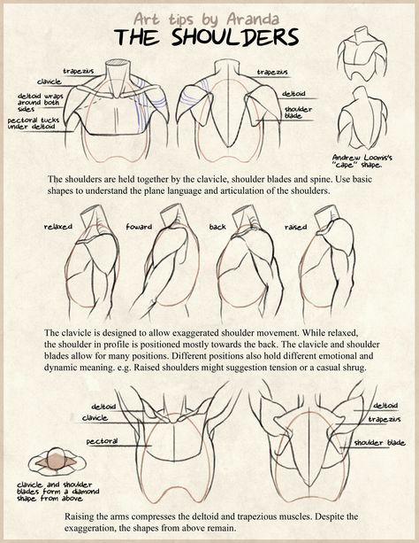 .Musculatura dos ombros Anatomy Tutorial, 남자 몸, Anatomy Sketches, Anatomy For Artists, 인물 드로잉, Anatomy Drawing, Poses References, Figure Drawing Reference, Body Drawing