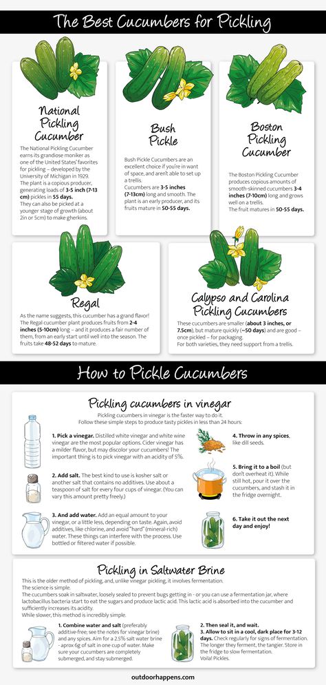 Easy homemade pickles how-to, and the best varieties to make your own! This infographic outlines the 5 best cucumbers for pickling, and instructions for refrigerator pickels, as well as fermented pickles! Read the full instructions in our blog post! Growing Pickles, Burpless Cucumber, Cucumber Gardening, Cucumber Varieties, Vinegar Cucumbers, How To Make Pickles, Canning Pickles, Fermented Pickles, Pickling Salt