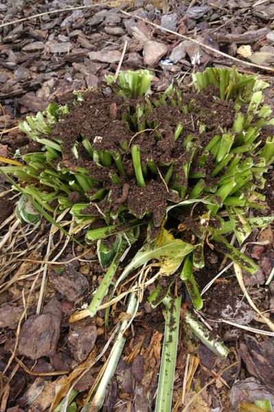 Hostas Garden Ideas, Hosta Gardens Layout, Hosta Garden Ideas, Hostas Garden, Hosta Care, Pruning Plants, Late Summer Early Fall, Hosta Varieties, Outside Plants