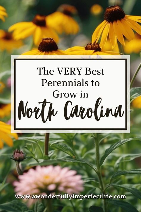 Discover the best perennials for North Carolina to transform your garden into a vibrant, year-round paradise. Our expert guide highlights top perennial choices that thrive in North Carolina's unique climate. From colorful blooms to hardy plants, learn which perennials are perfect for your garden. Enhance your landscaping with flowers that offer beauty and resilience year after year. Explore our top recommendations and tips! #Gardening #NorthCarolina #Perennials #GardenTips #Landscaping Native Nc Plants North Carolina, Native Plants North Carolina, Native North Carolina Plants, South Carolina Landscaping Ideas, North Carolina Landscaping, North Carolina Plants, North Carolina Gardening, Landscaping With Flowers, North Carolina Garden