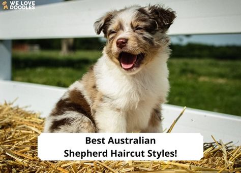 10 Best Australian Shepherd Haircut Styles - With Pictures! (2023) - We Love Doodles Mini Aussie Haircut, Mini Aussie Grooming Styles, Aussie Grooming Styles, Mini Aussie Haircut Styles, Aussie Haircut Styles, Aussie Haircut, Australian Shepherd Haircut Styles, Australian Shepherd Grooming Styles, Australian Shepherd Haircut