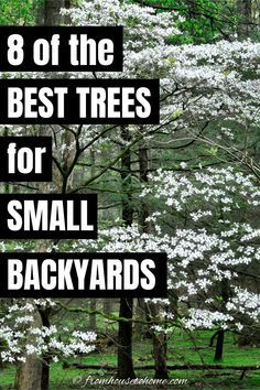 Trees In Small Backyard, Small Backyard Shade Ideas, Shade Trees For Backyard, Trees For Shaded Areas, Landscape Trees Front Yard, Rose Trees Front Yard, Small Backyard Trees, Landscaping Trees Near House, Landscaping For Privacy Backyard