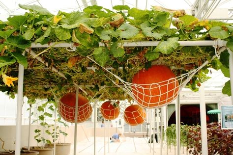 Pumpkin Trellis, Fenced Vegetable Garden, Pumpkin Vine, Pumpkin Garden, Small Vegetable Gardens, Growing Pumpkins, Garden Vines, Veg Garden, Homestead Survival