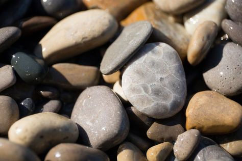 Rock Hunting Michigan, Rock Tumbler Diy, Michigan Rocks, Southern Michigan, Horn Coral, Rock Tumbler, Rock Hunting, Rocks And Fossils, Petoskey Stone