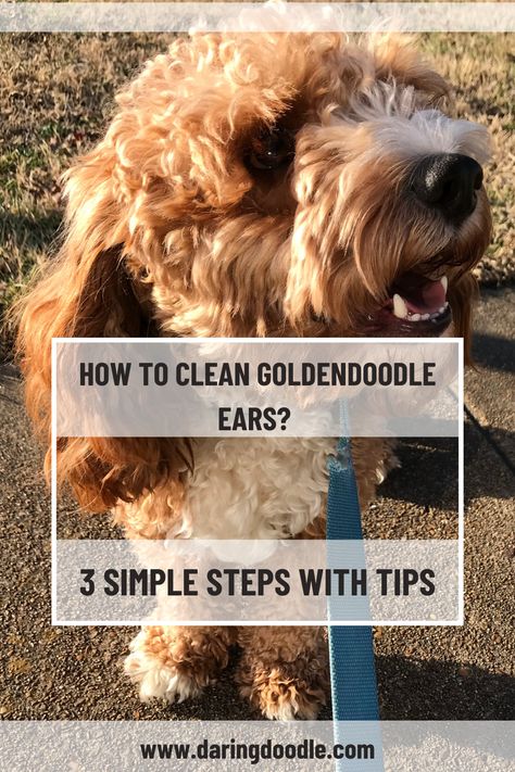 Keep your Goldendoodle healthy by learning how to properly clean their ears. We've got the tips and tricks you need to make this daunting task simple and effective - so read on to learn how to keep your pup's ears in top shape! #goldendoodles #dogcare #earcleaning Dog Grooming Diy, 3 Dogs, Ear Health, Ear Parts, Cleaning Techniques, Ear Care, Vinegar And Water, Ear Cleaning, Grooming Routine