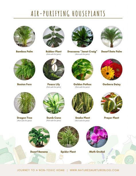 15 Air Purifying Houseplants to Clean & Filter Your Indoor Air Best Air Purifying Plants, Clean Filter, Plant Lights, Bamboo Palm, Air Purifying House Plants, Natural Air Purifier, Home Air Purifier, Plant House, Dragon Tree