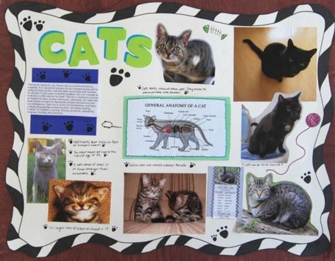 Make a Science Fair Project About Different Types of Cat | Animal Science Poster Ideas for Your Kids Animal Science Fair Projects, Science Poster Ideas, Kids Science Fair Projects, Different Types Of Cats, 4h Ideas, Poster Design Ideas, Cat Anatomy, Dog School, Kids Science