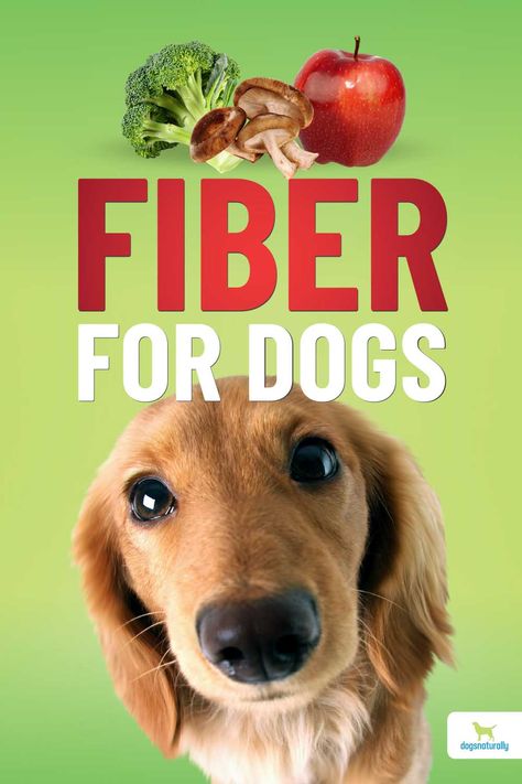 Fiber For Dogs Food, Fiber Food For Dogs, Fiber Treats For Dogs, High Fiber Dog Treats, High Fibre Dog Treats, High Fiber Dog Food Recipes, Fiber Dog Treats, High Fiber Dog Treats Recipe, Fiber For Dogs