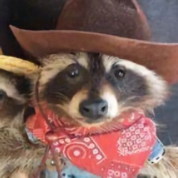 Rat And Raccoon, Goofy Raccoon Pics, Raccoon Dressed Up, Raccoons In Clothes, Raccoon Outfit Aesthetic, Animals Wearing Cowboy Hats, Raccoon Pics, Raccoon Tattoos, Cowboy Hat Aesthetic