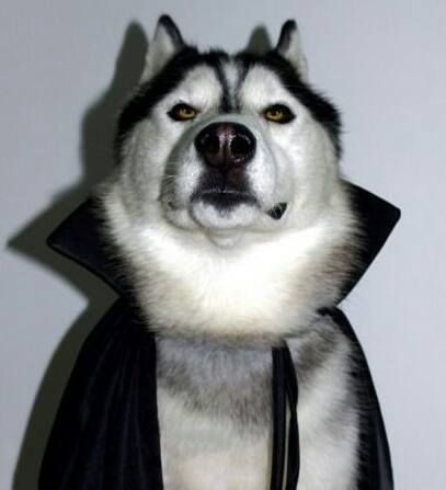 Lol. Siberian Husky Dracula Husky Costume, Wolf Husky, Husky Funny, Cute Husky, Husky Lover, Siberian Huskies, Love My Dog, A Husky, Dog Stories