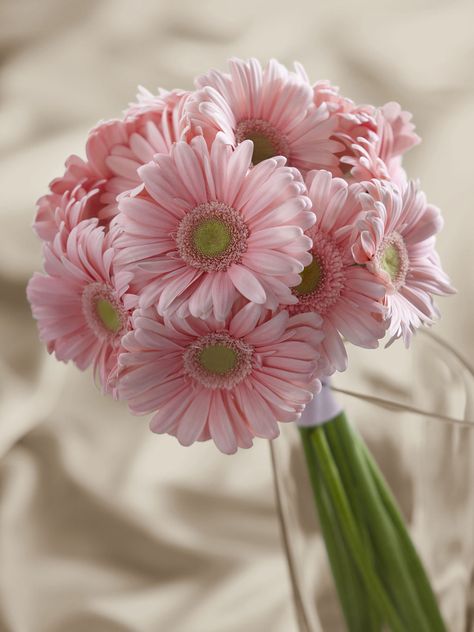 Gerber Daisy Bouquet Wedding, Gerbera Bridal Bouquet, Gerber Daisy Bouquet, Daisy Bouquet Wedding, Gerbera Wedding, Gerbera Daisy Wedding, Gerbera Daisy Bouquet, Flower Arrangements Bouquets, Gerbera Bouquet