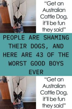 Australian Cattle Dog Funny, Dog Shaming Photos, Dog Shaming Funny, Guilty Dog, Dog Shaming, Frog Art, Australian Cattle Dog, Humor Funny, Cattle Dog