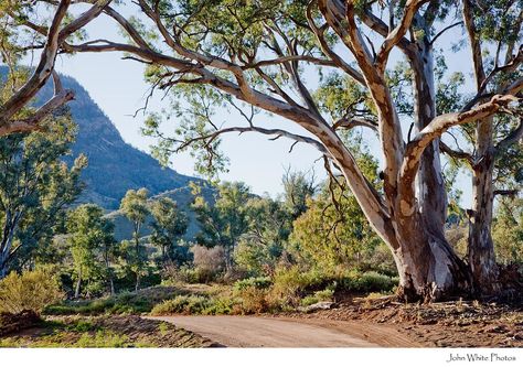 Flinders Ranges, Australian Landscapes, Australia Landscape, Gum Trees, Australian Trees, Australian Photography, Australian Landscape, Outback Australia, Australian Travel