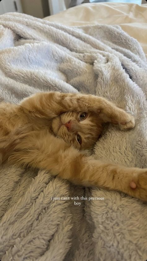 Funny Cat Captions, Cat Captions, I Miss My Cat, Obese Cat, Animal Captions, Cat Stories, Puppies And Kitties, Cat Pose, Baby Kittens