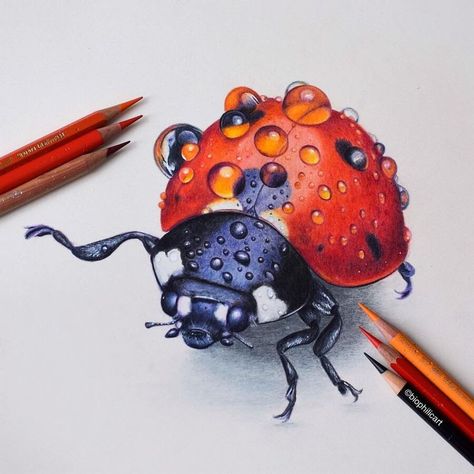 Ladybird by Sallyann Colored Pencil Artwork Ideas, Beautiful Pencil Drawings, Color Pencil Sketch, Desen Realist, Prismacolor Art, Colored Pencil Artwork, Colored Pencil Set, Insect Art, Colored Pencil Drawing