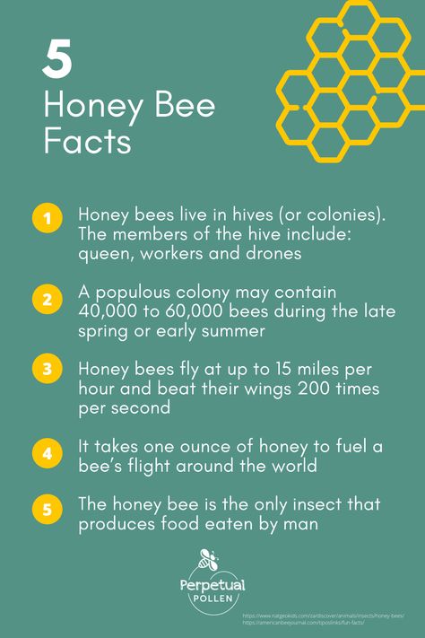 Bee Facts For Kids, Facts About Insects, Facts About Honey Bees, Honey Bee Wallpaper, Facts About Honey, Facts About Bees, Fun Facts About Bees, Preschool Bugs, Honey Facts