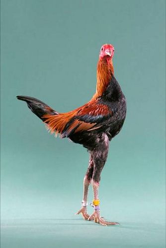 chicken-18 by KOOL-KINI, via Flickr Bantam Chickens, Game Fowl, Chicken Pictures, Fancy Chickens, Beautiful Chickens, Hen Chicken, Chicken Farming, Guinea Fowl, Modern Games