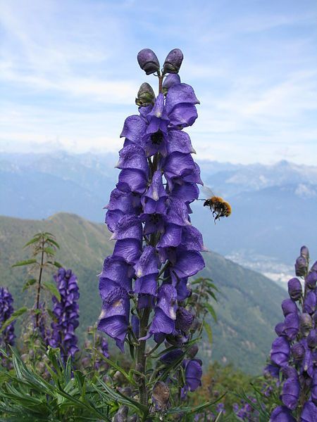 Deadly Garden, Aconitum Napellus, Mary Garden, Poison Garden, Greek Flowers, Poisonous Plants, Herbaceous Perennials, Hardy Perennials, Language Of Flowers