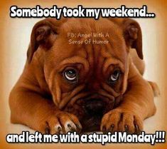 Somebody took my weekend and left me with a stupid monday monday monday quotes monday blessings goodbye weekend monday meme Funny Sunday Memes, Funny Monday Memes, Funny Good Morning Messages, Sunday Humor, Monday Inspirational Quotes, Funny Good Morning, Monday Humor Quotes, Happy Monday Quotes, Thursday Humor