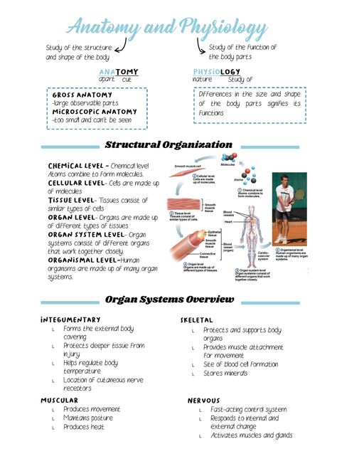 Systems In The Body Human Anatomy, Nursing School Anatomy And Physiology, Introduction To Human Body Notes, Anatomy And Physiology Notes Muscles, Nursing Anatomy Notes, Gross Anatomy Study, Anatomy And Physiology Bones Study, College Anatomy And Physiology, Hesi Anatomy And Physiology